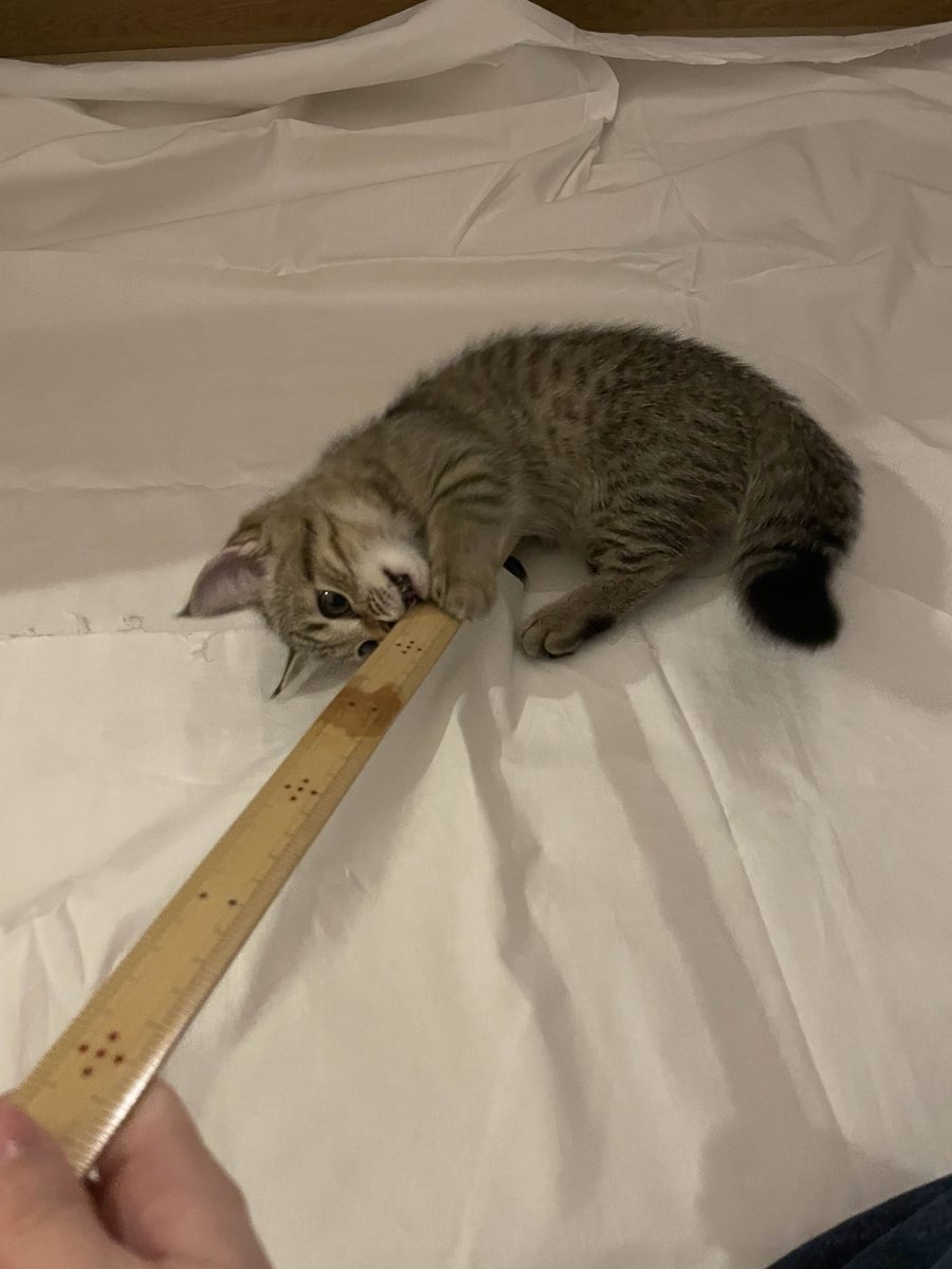裁縫で使う竹定規が大好きな猫。布の上でじゃれている。