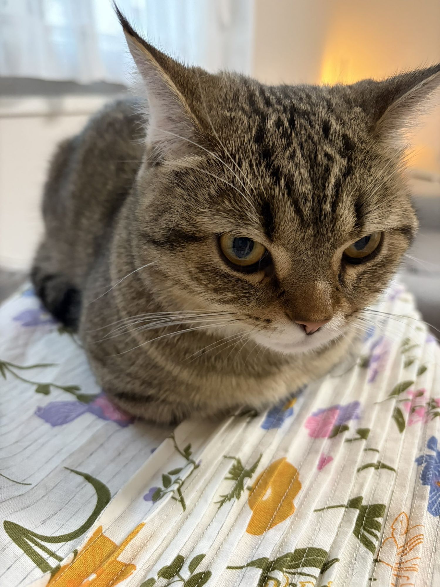 子猫とピンタックドレス